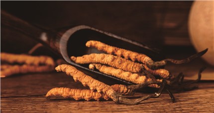 什么是斷草？斷草和冬蟲夏草的區(qū)別和購買常識